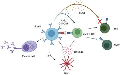 Frontiers | The Role Of B Cells In Primary Progressive Multiple Sclerosis